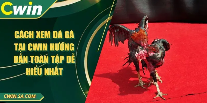 Cách Xem Đá Gà Tại Cwin Hướng Dẫn Toàn Tập Dễ Hiểu Nhất 1 Cách Xem Đá Gà Tại Cwin Hướng Dẫn Toàn Tập Dễ Hiểu Nhất