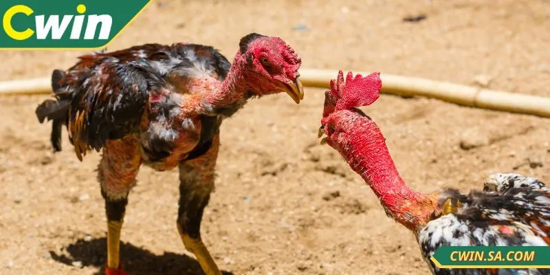 Cách Xem Đá Gà Tại Cwin Hướng Dẫn Toàn Tập Dễ Hiểu Nhất 3 Cách xem đá gà tại CWIN không quá phức tạp