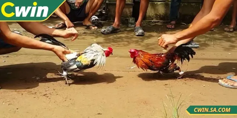 Kèo Wala mang lại lợi nhuận cao cho người chơi