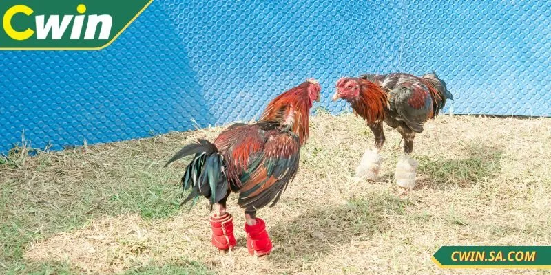 Đá Gà Live CWIN Với Trải Nghiệm Chân Thực Kịch Tính 3 Có rất nhiều thể loại đá gà live