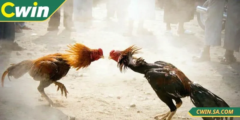 Chiến kê được kiểm tra trước khi tham gia thi đấu